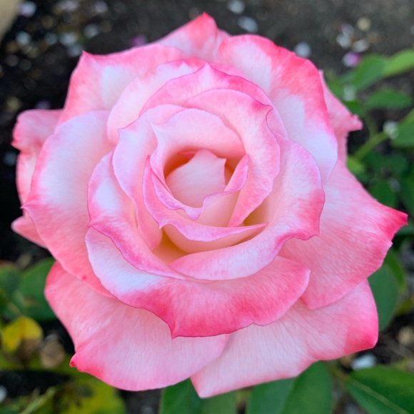 Meet your Posher, Rose - Picture 2 of 4